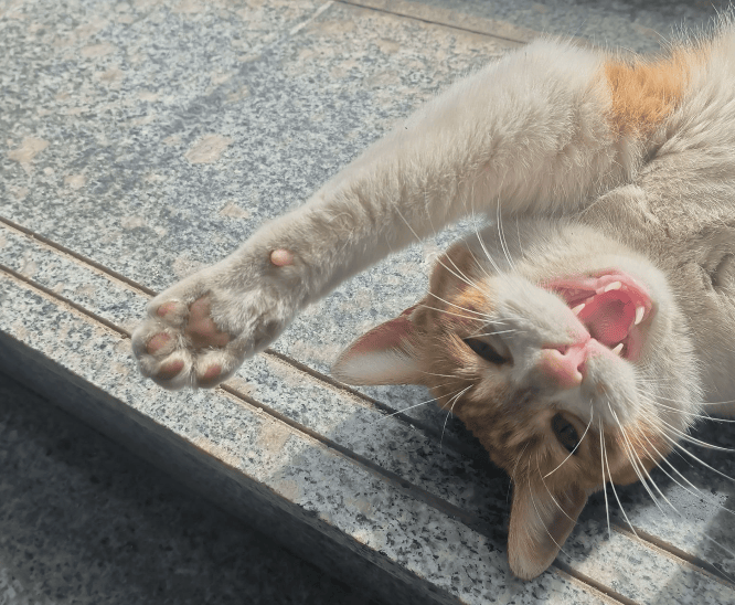 猫猫伸懒腰