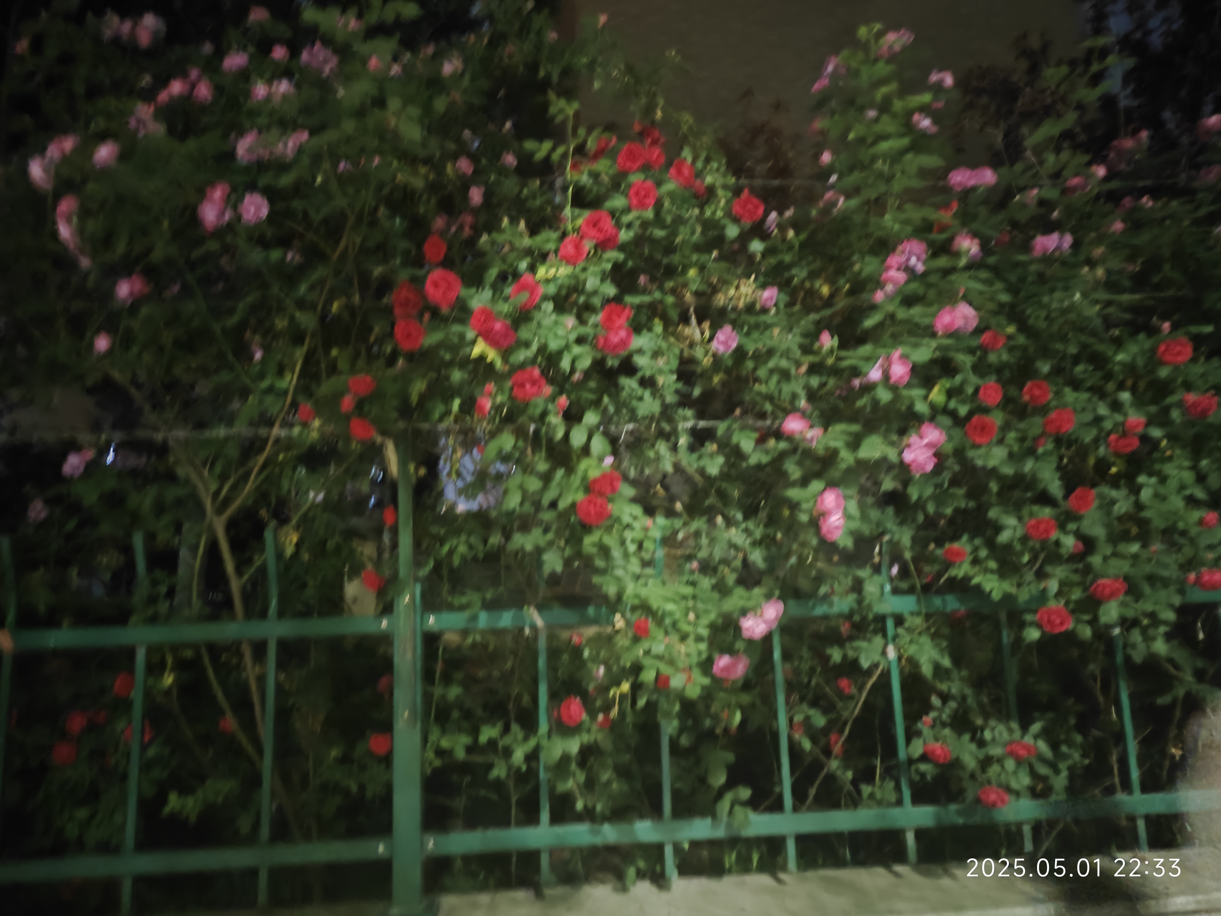 红色的,粉色的 红色的,粉色的