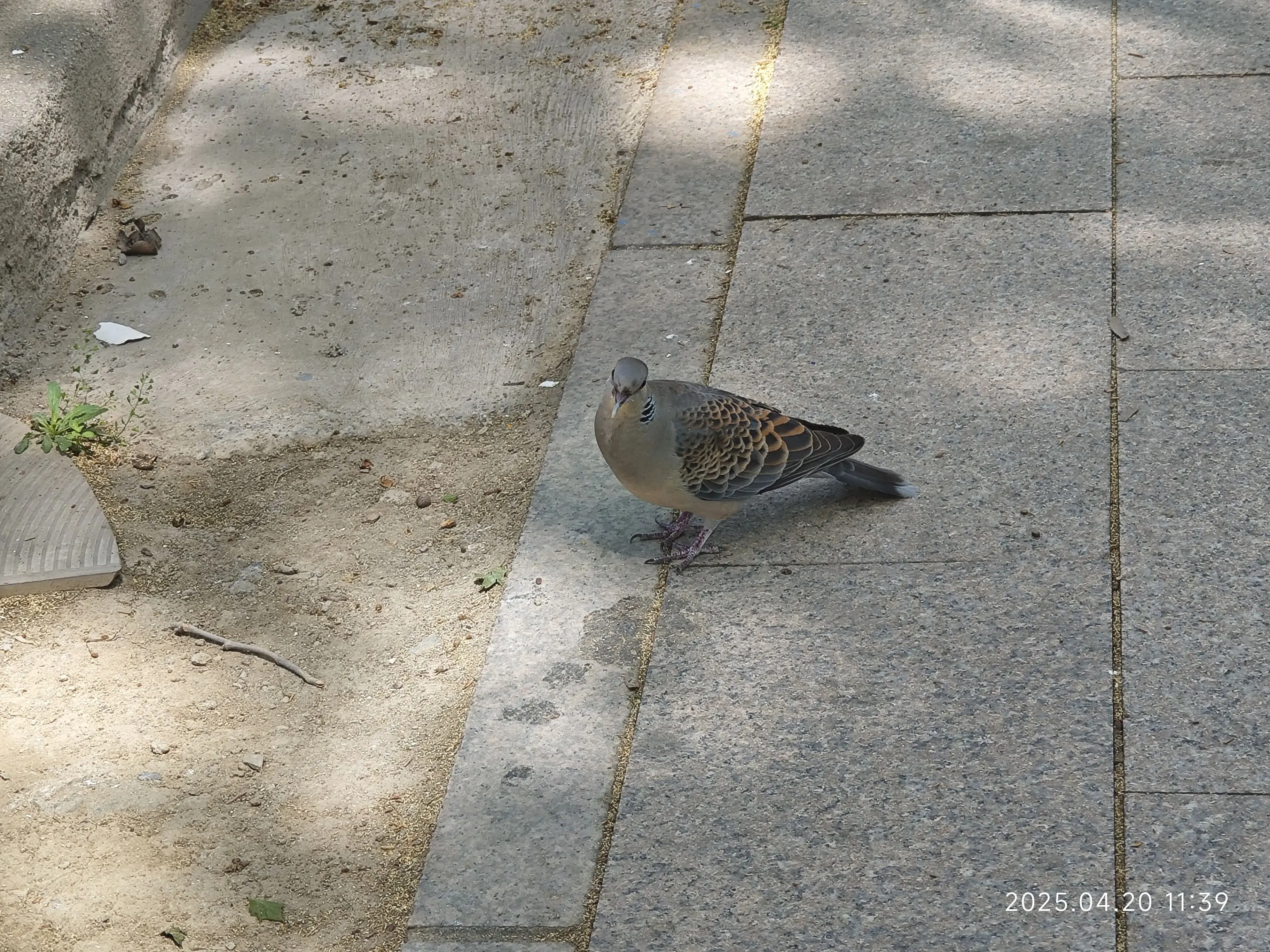 咕咕咕咕? 咕咕咕咕?