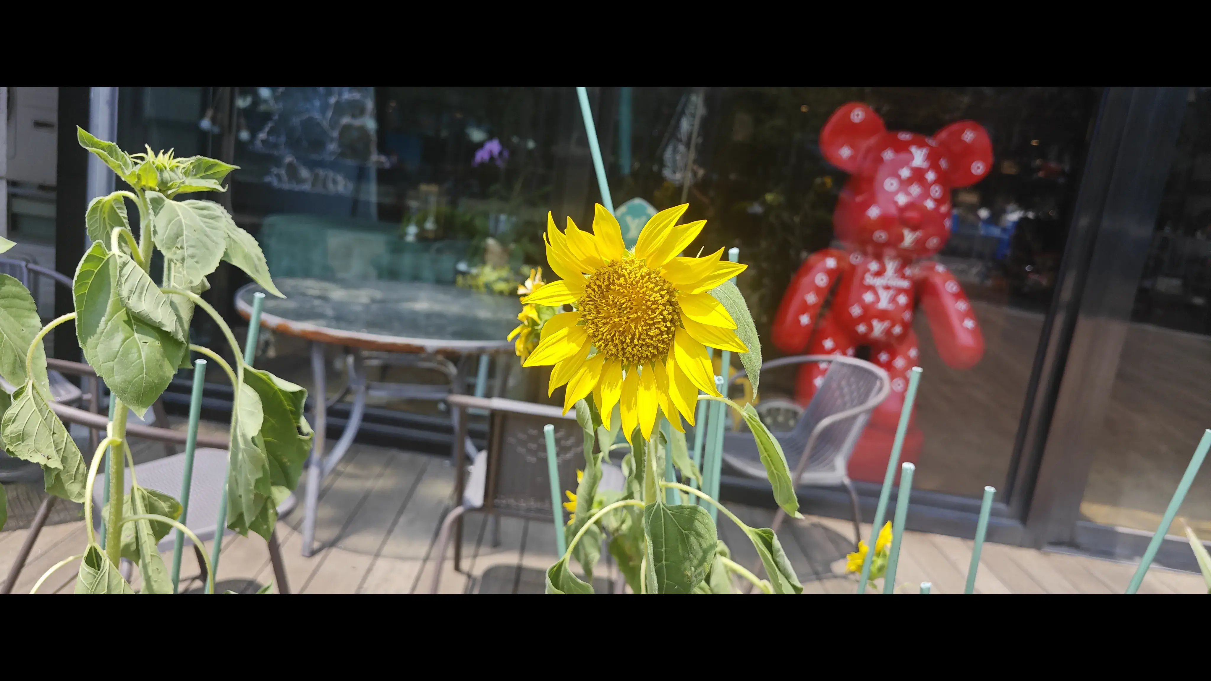 店外面的向日葵 店外面的向日葵