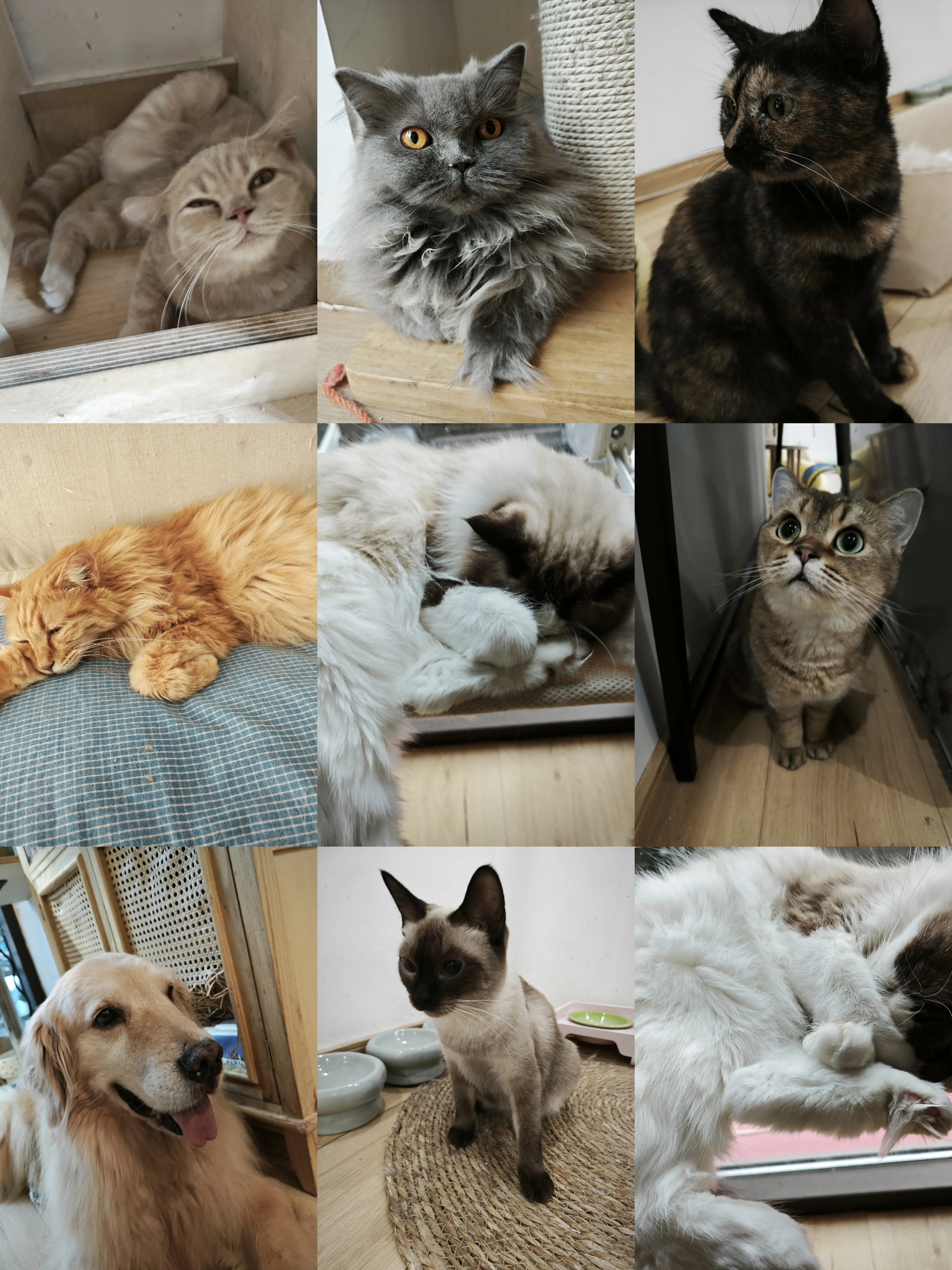 好多可爱猫猫 好多可爱猫猫